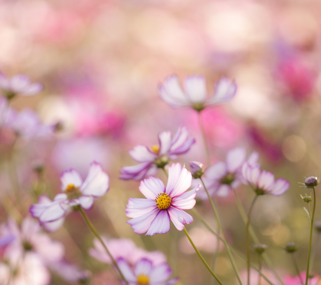 Fondo de pantalla Field Of White And Pink Petals 1080x960