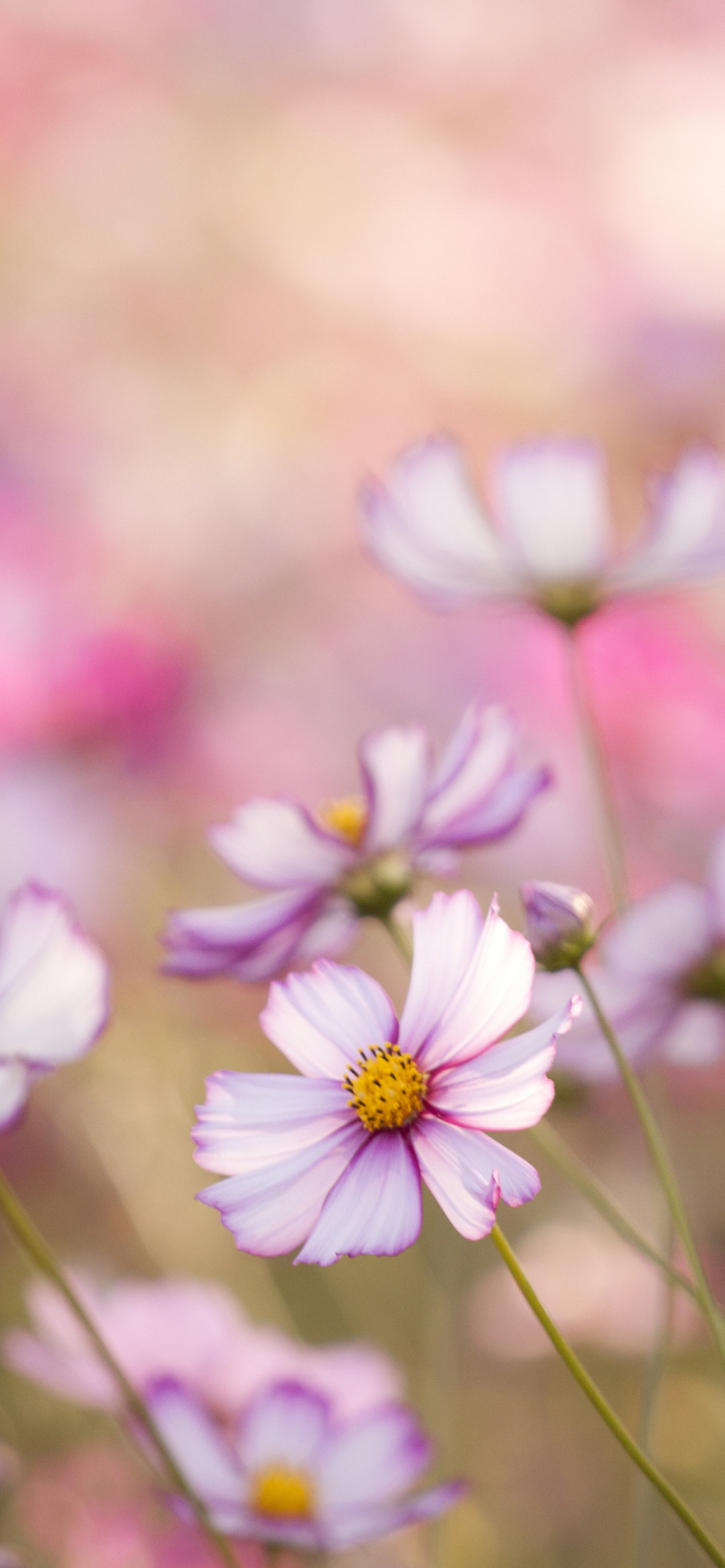 Обои Field Of White And Pink Petals 1170x2532