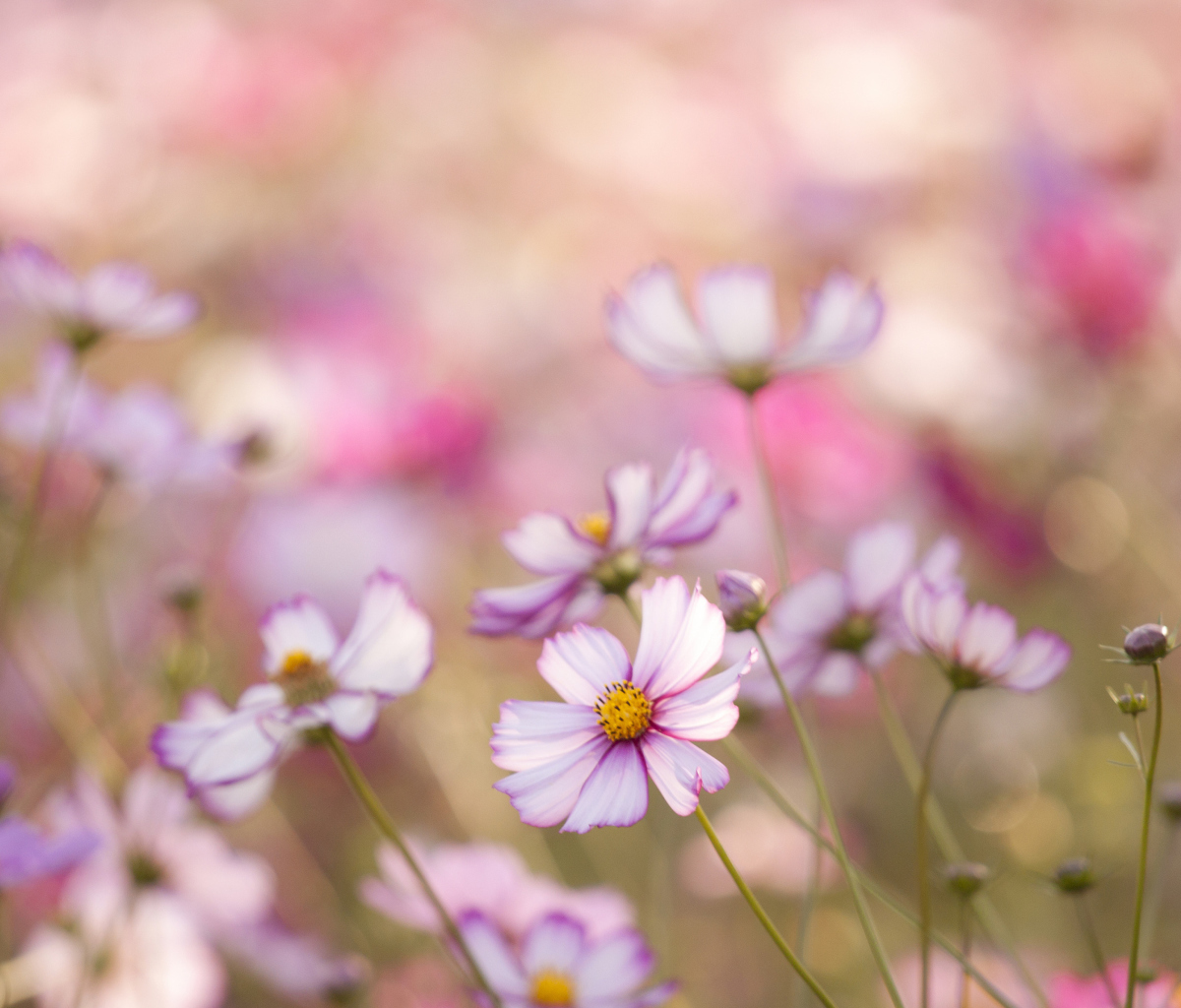 Fondo de pantalla Field Of White And Pink Petals 1200x1024