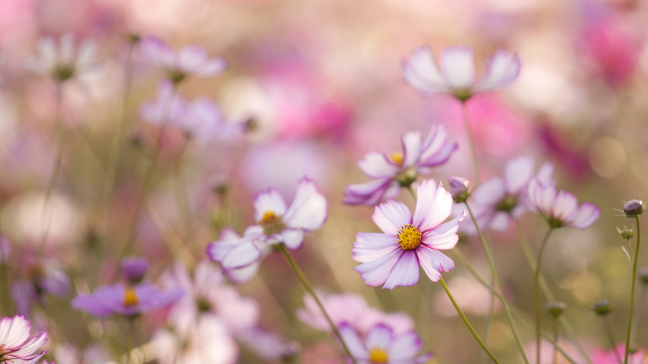 Field Of White And Pink Petals screenshot #1 1280x720
