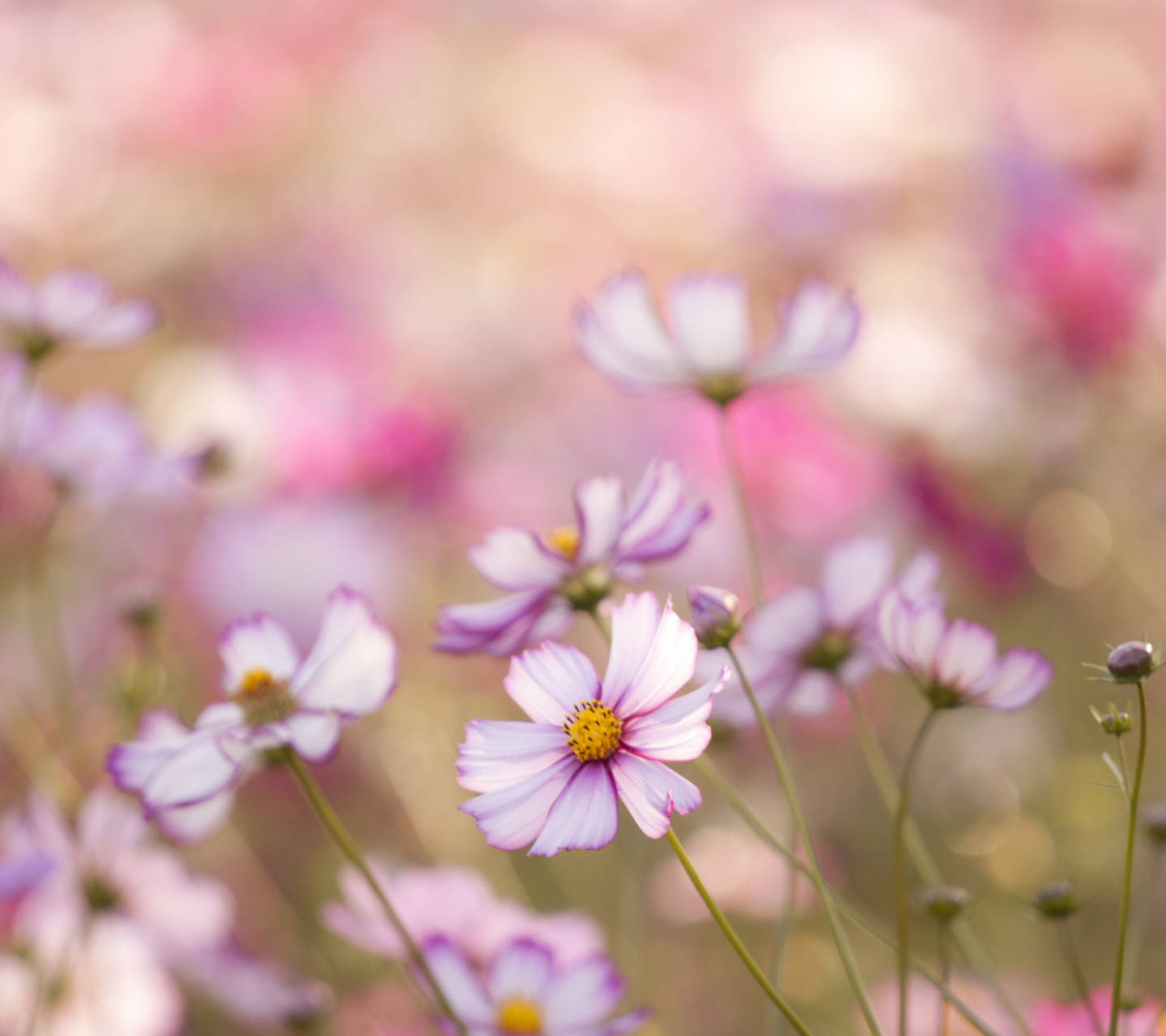 Fondo de pantalla Field Of White And Pink Petals 1440x1280