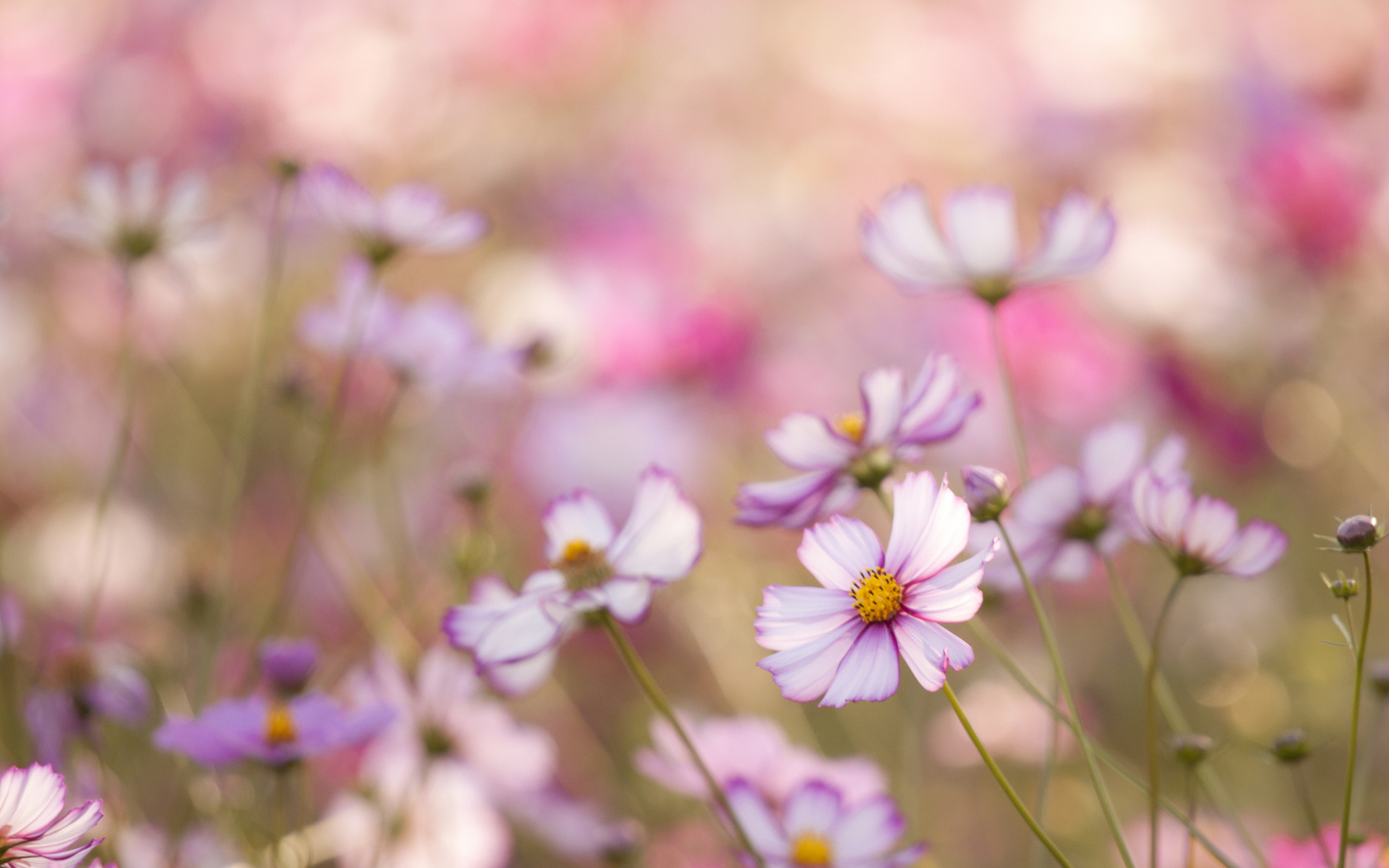 Das Field Of White And Pink Petals Wallpaper 1680x1050