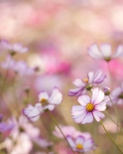Field Of White And Pink Petals screenshot #1 176x220
