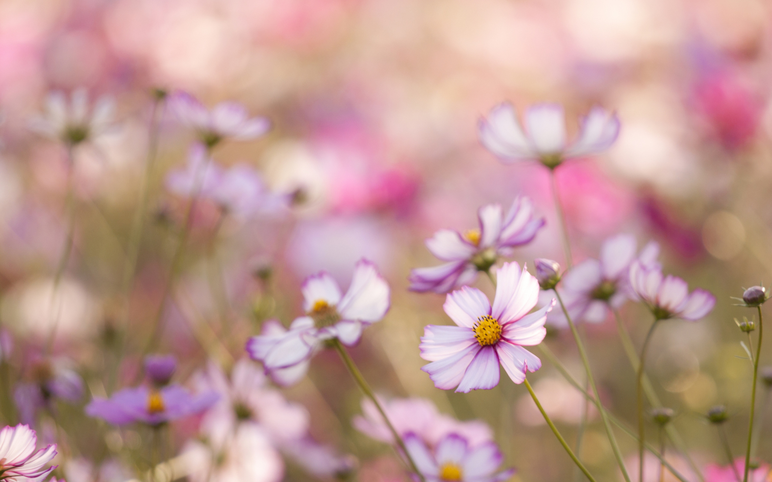 Fondo de pantalla Field Of White And Pink Petals 2560x1600