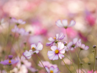 Das Field Of White And Pink Petals Wallpaper 320x240