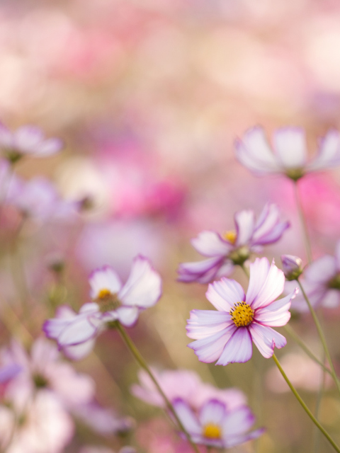 Обои Field Of White And Pink Petals 480x640