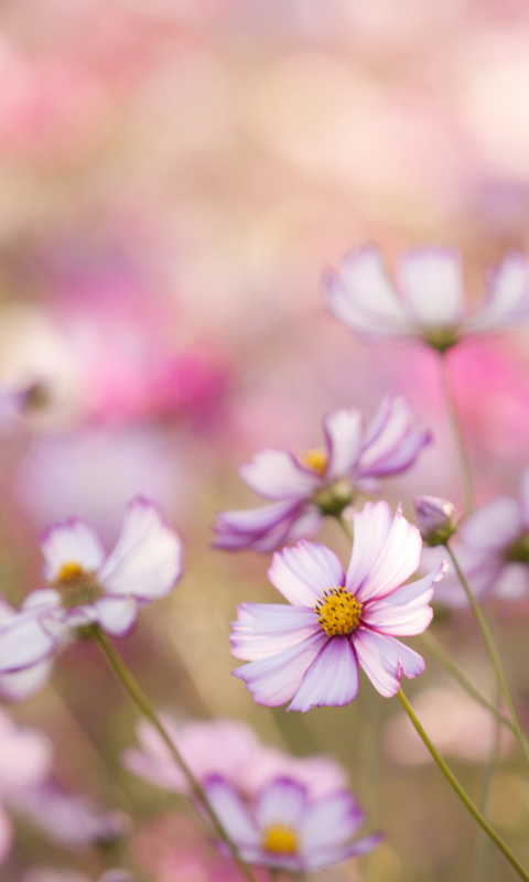 Das Field Of White And Pink Petals Wallpaper 480x800