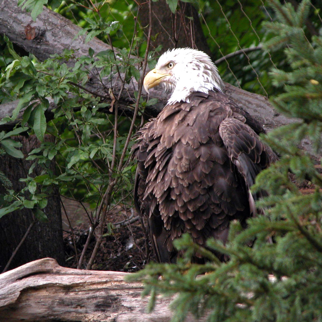 Bird Of Prey screenshot #1 1024x1024