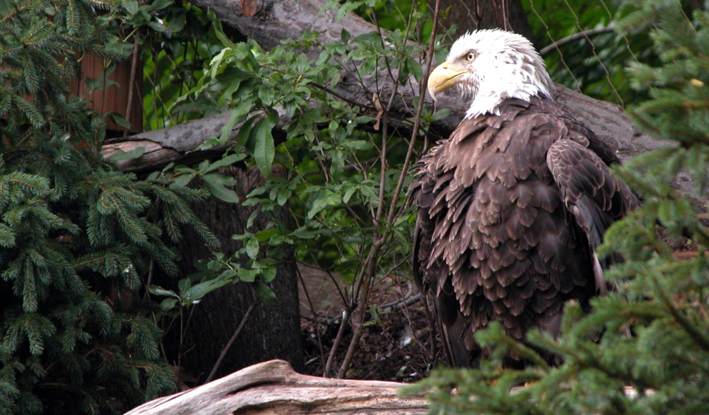 Bird Of Prey wallpaper 1024x600