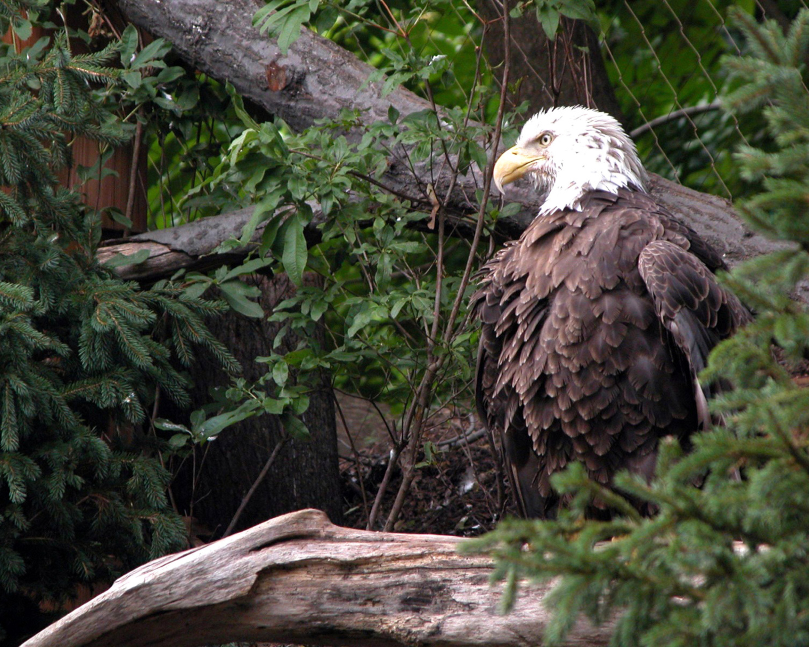 Bird Of Prey wallpaper 1600x1280