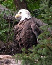 Fondo de pantalla Bird Of Prey 176x220