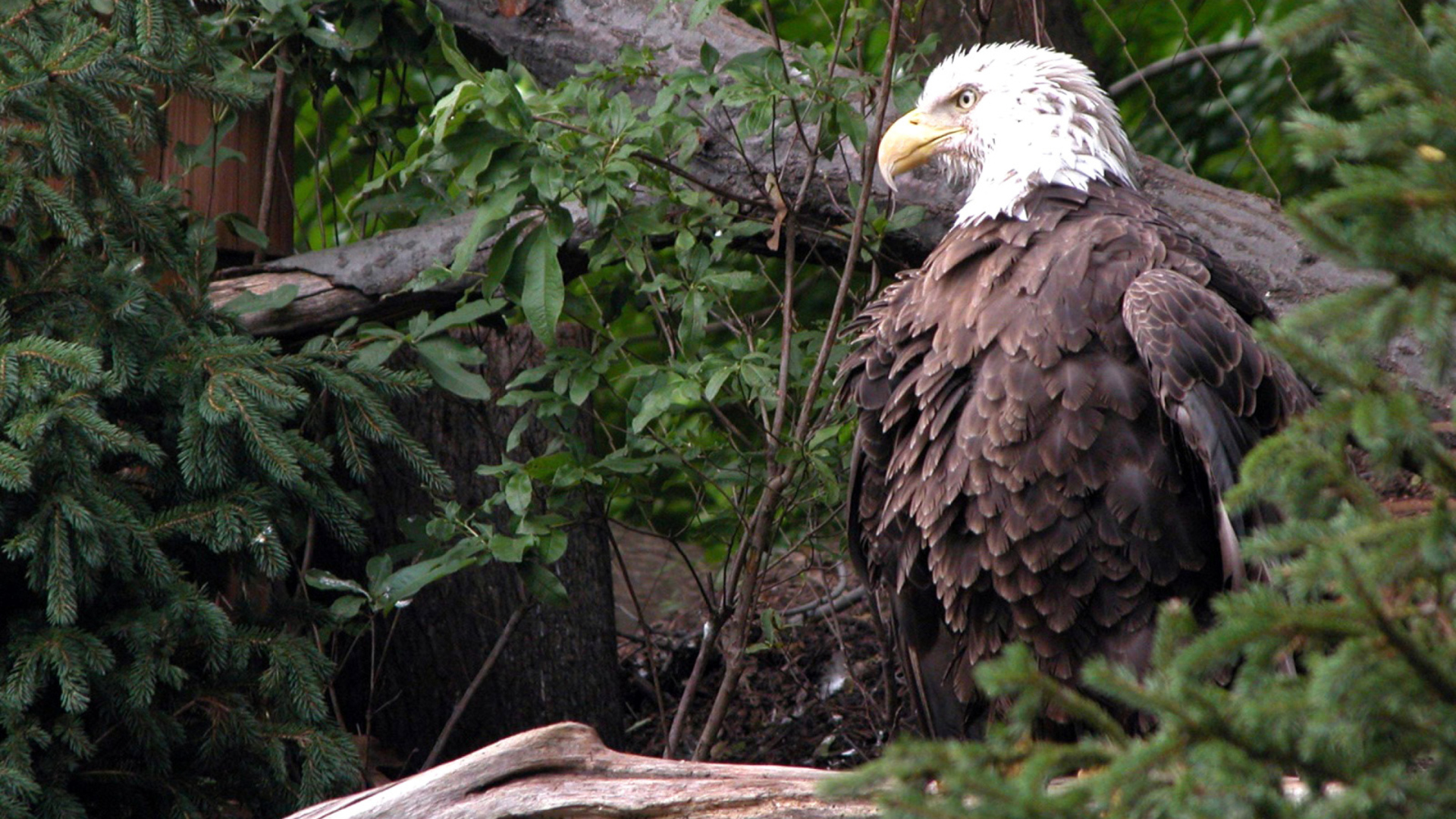 Bird Of Prey screenshot #1 1920x1080