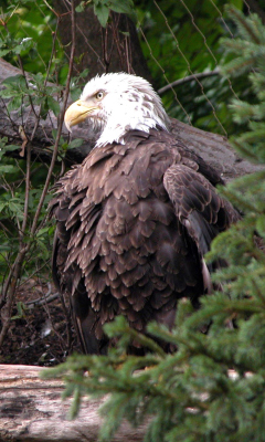 Sfondi Bird Of Prey 240x400