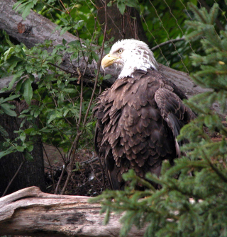 Bird Of Prey Wallpaper for iPad Air