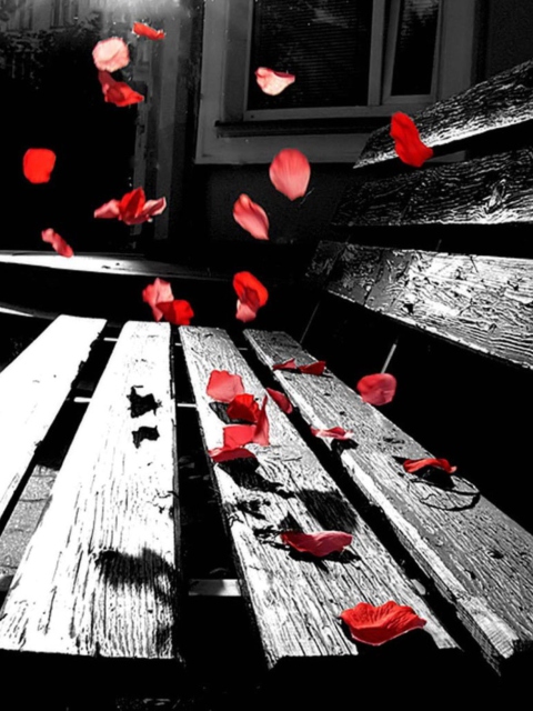 Romantic Red Petals wallpaper 480x640