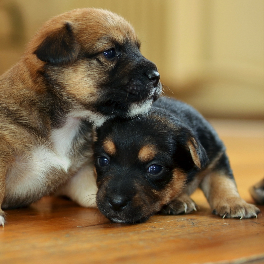 Fondo de pantalla Two Cute Puppies 1024x1024