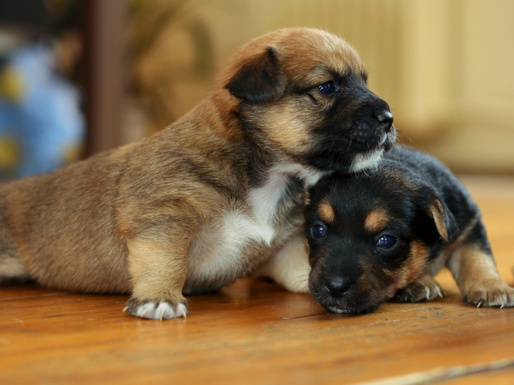 Das Two Cute Puppies Wallpaper 1024x768