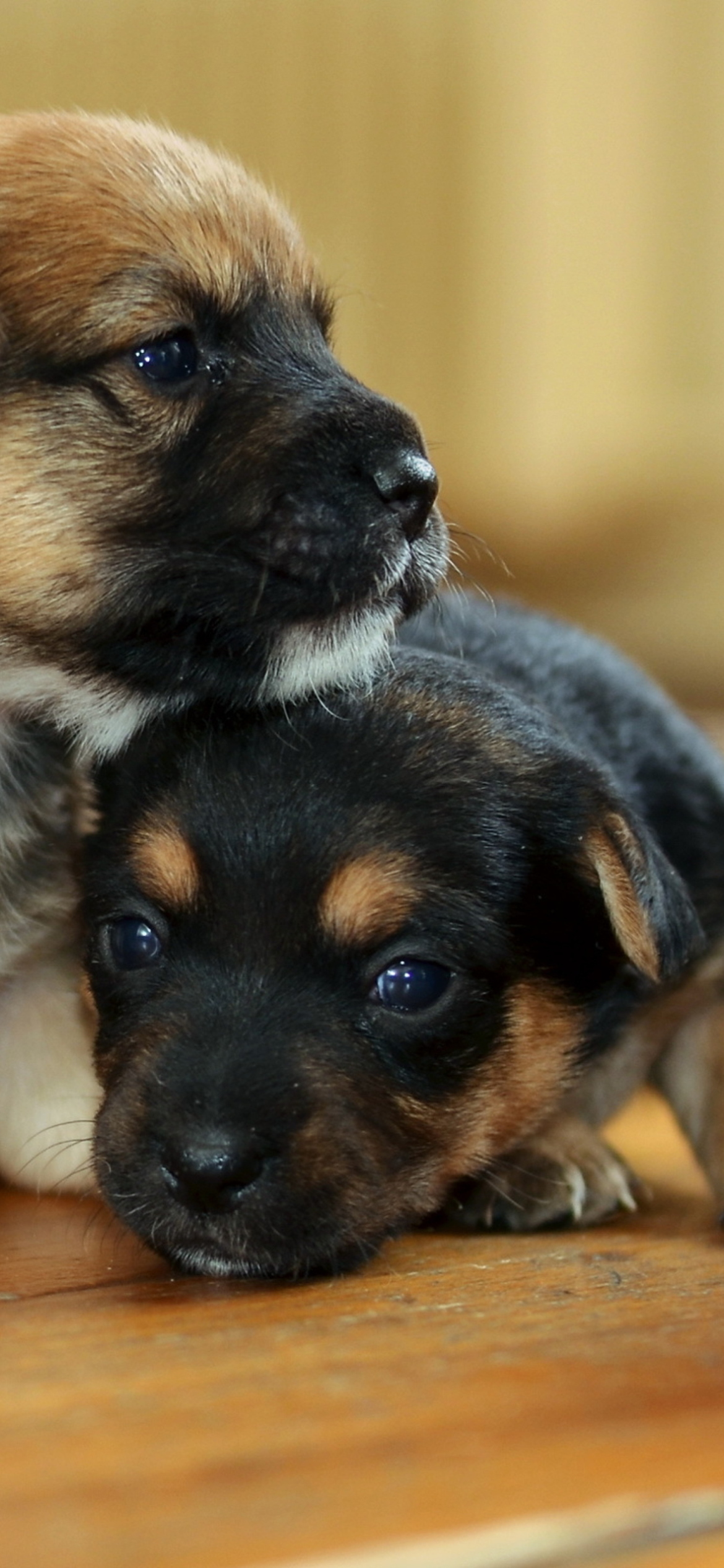 Two Cute Puppies wallpaper 1170x2532