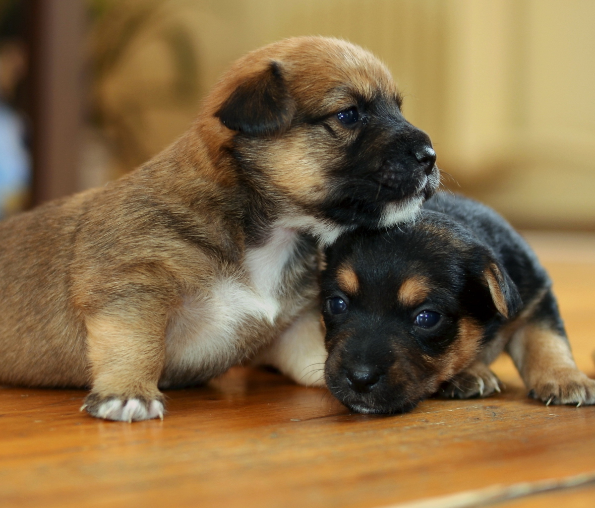 Обои Two Cute Puppies 1200x1024