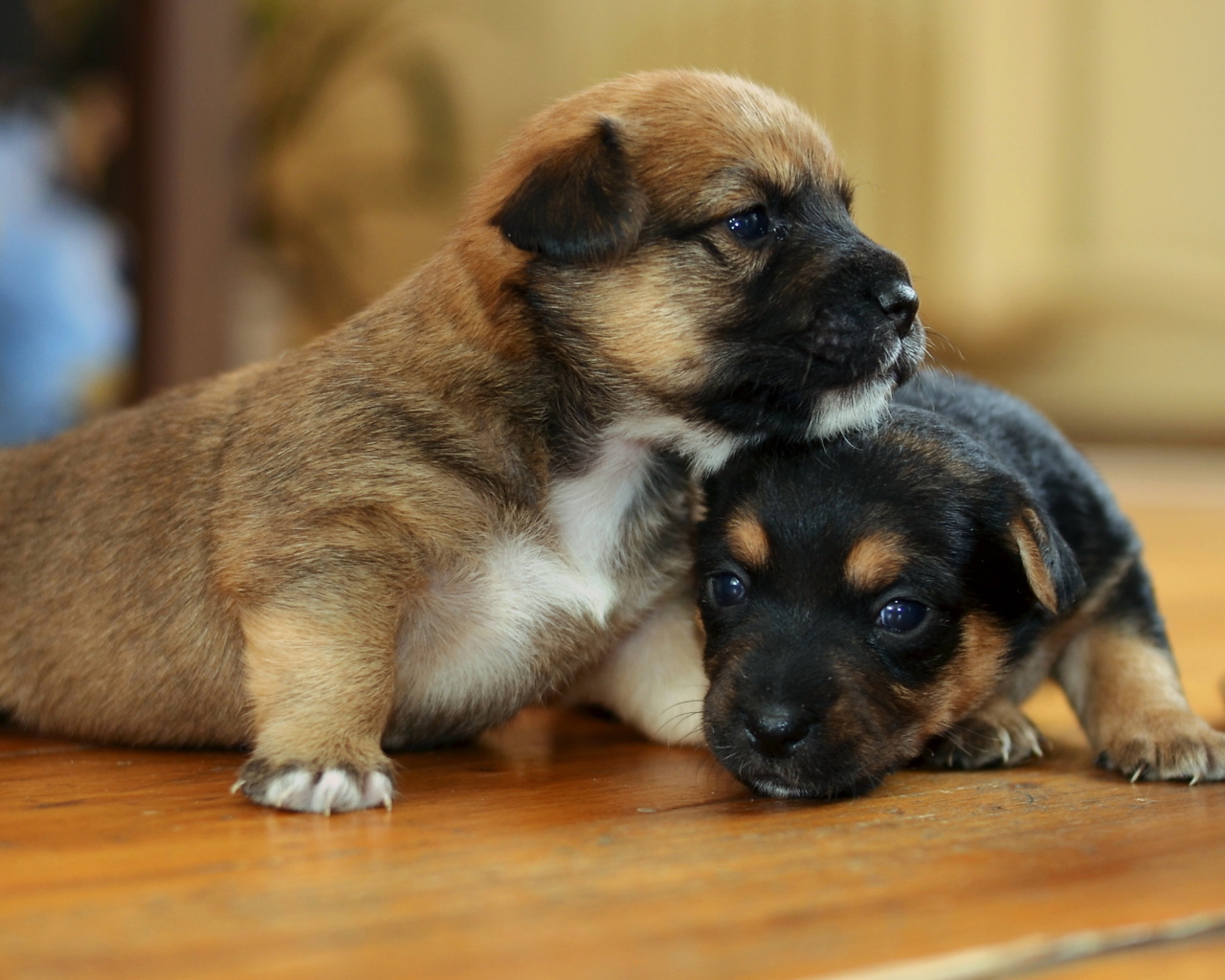 Fondo de pantalla Two Cute Puppies 1280x1024