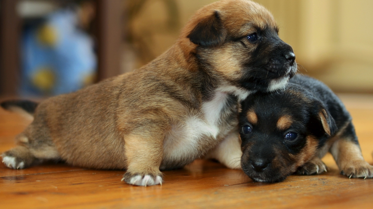 Fondo de pantalla Two Cute Puppies 1280x720