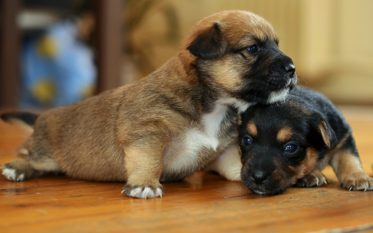 Fondo de pantalla Two Cute Puppies 1280x800