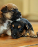 Fondo de pantalla Two Cute Puppies 128x160