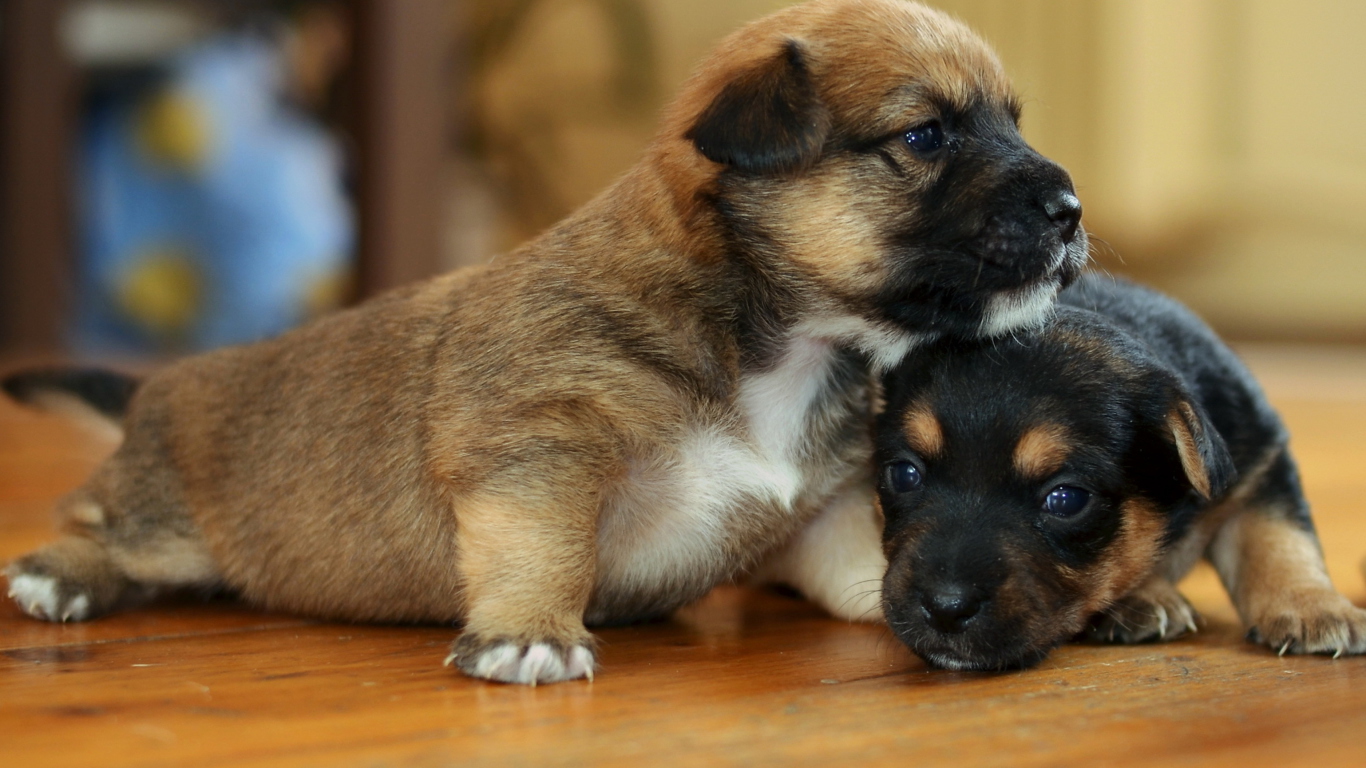 Обои Two Cute Puppies 1366x768