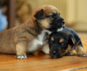 Обои Two Cute Puppies 176x144