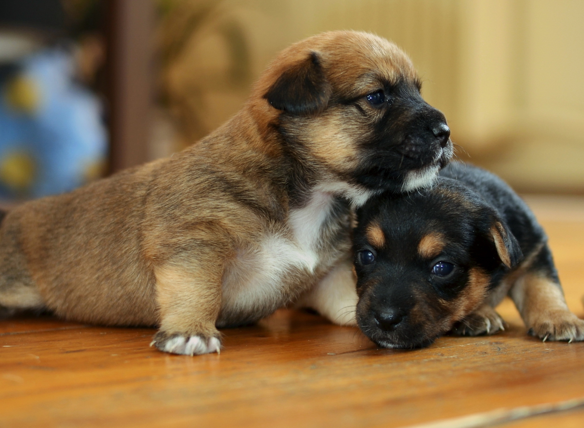 Обои Two Cute Puppies 1920x1408