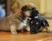 Das Two Cute Puppies Wallpaper 220x176