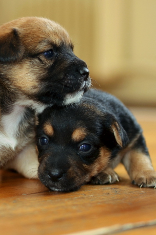 Das Two Cute Puppies Wallpaper 320x480
