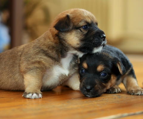 Обои Two Cute Puppies 480x400