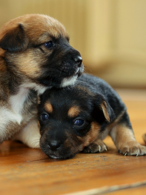 Обои Two Cute Puppies 480x640