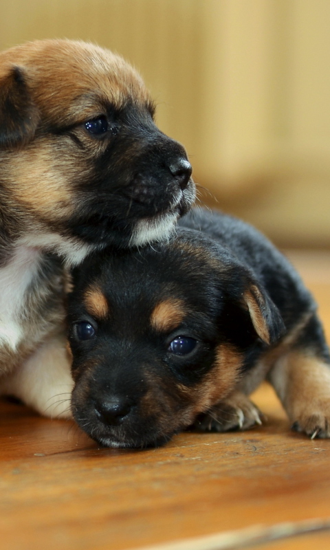 Das Two Cute Puppies Wallpaper 480x800