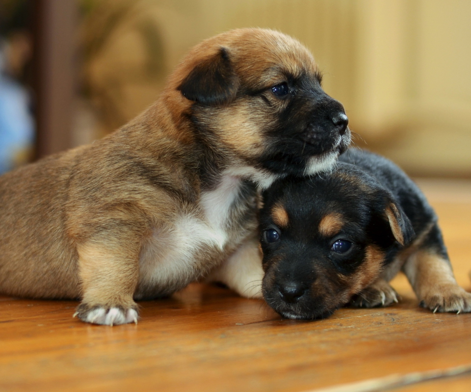 Das Two Cute Puppies Wallpaper 960x800