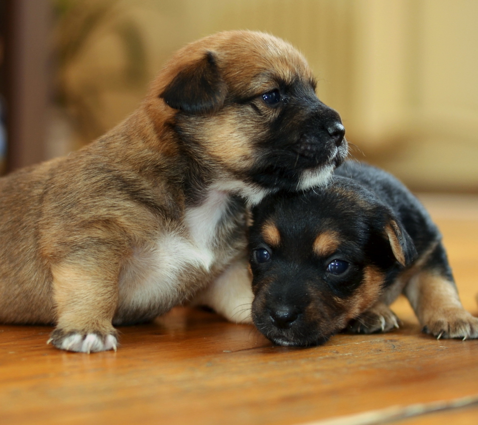 Обои Two Cute Puppies 960x854
