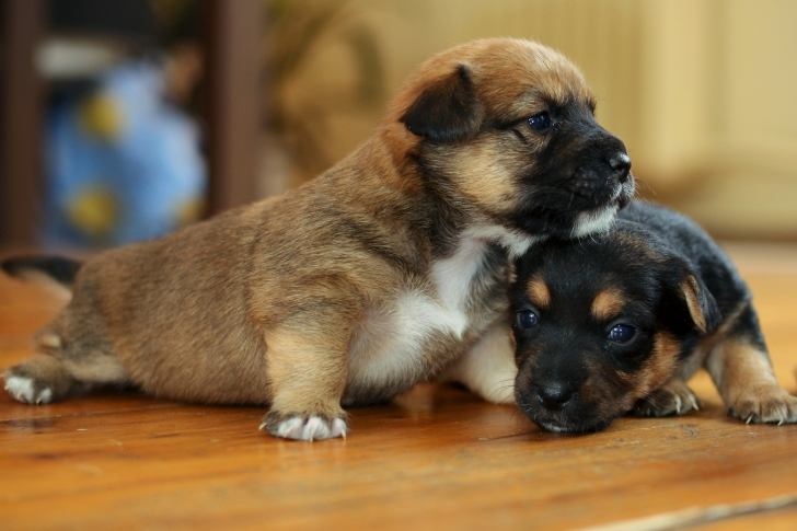 Обои Two Cute Puppies