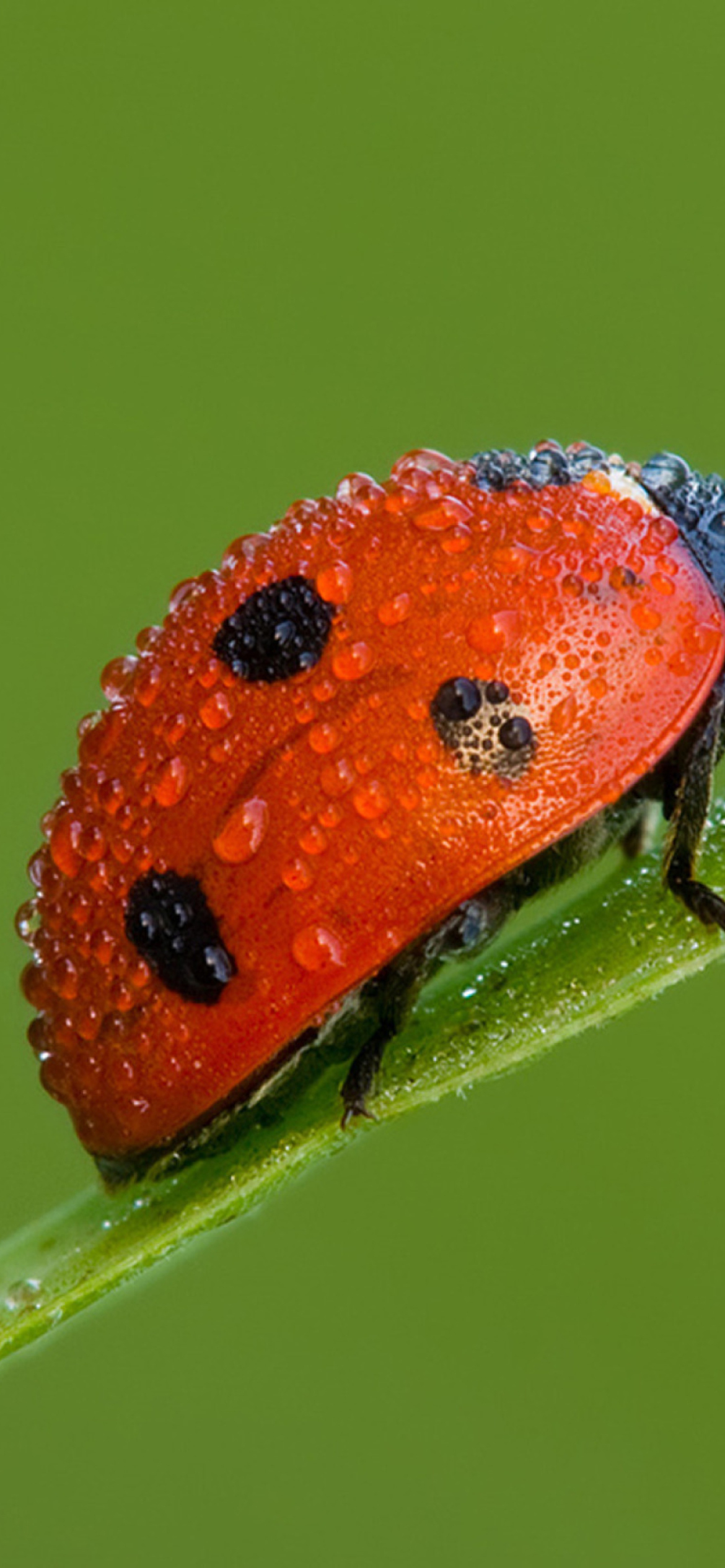 Обои Ladybug 1170x2532