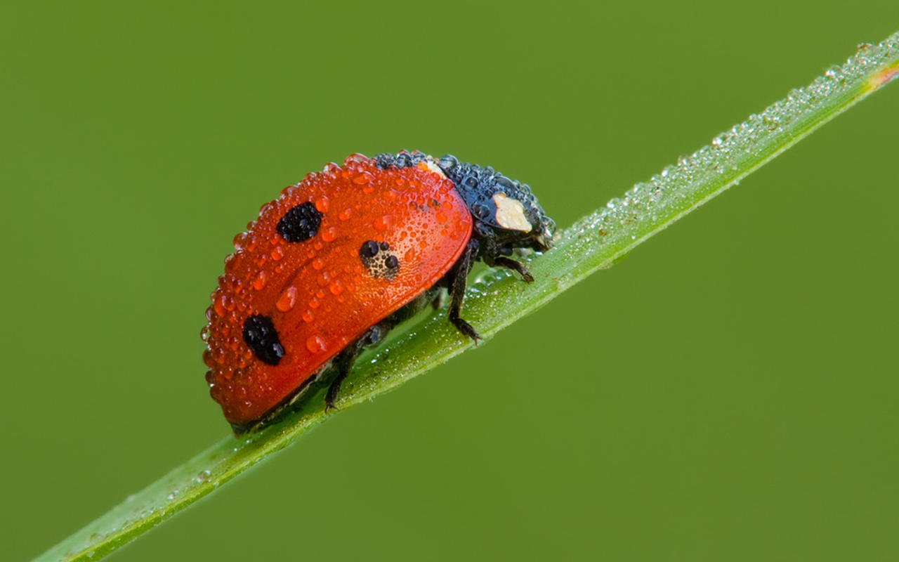 Ladybug screenshot #1 1280x800