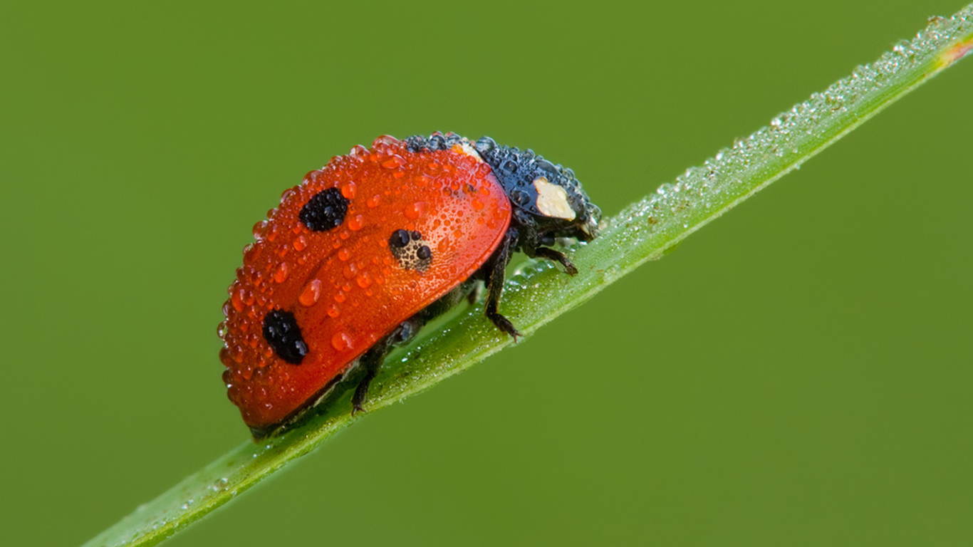 Обои Ladybug 1366x768