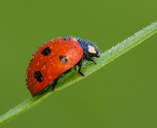 Ladybug screenshot #1 176x144