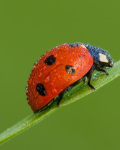 Das Ladybug Wallpaper 176x220