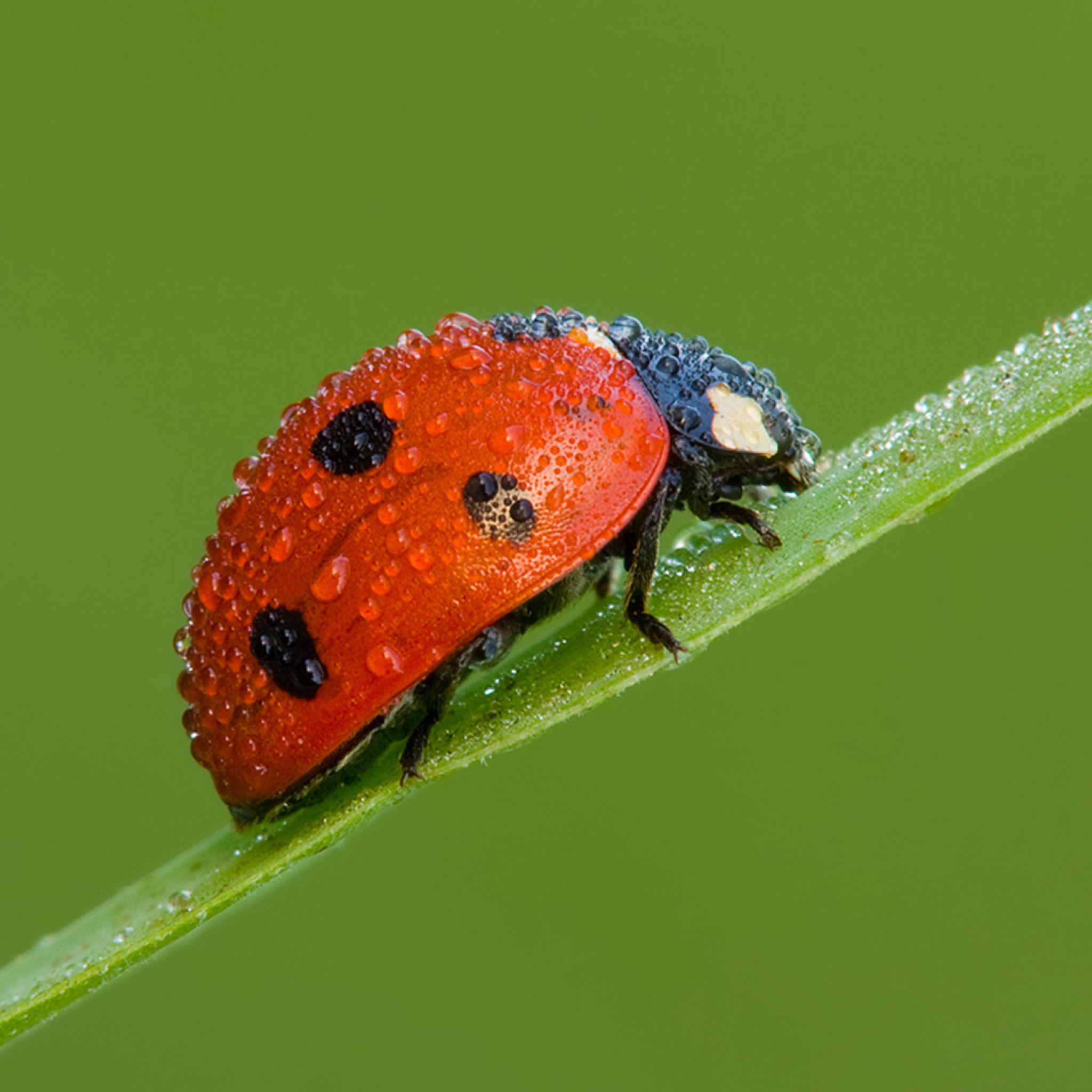 Das Ladybug Wallpaper 2048x2048