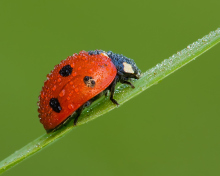Обои Ladybug 220x176