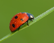 Ladybug wallpaper 220x176