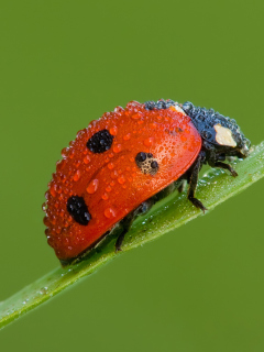 Ladybug screenshot #1 240x320