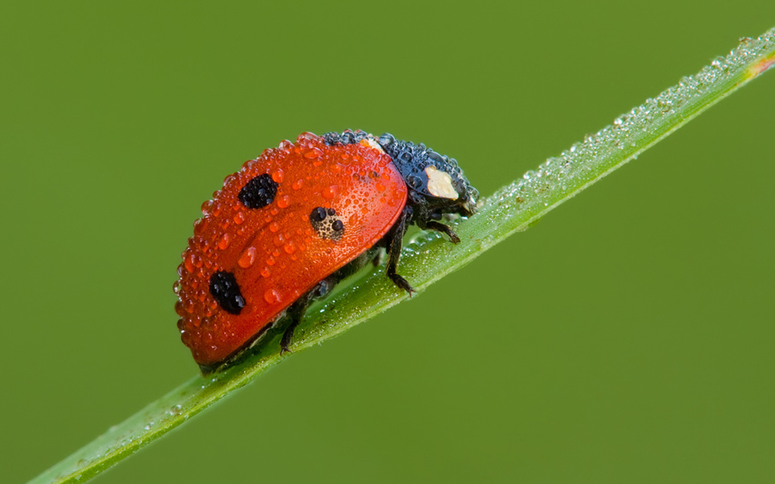 Ladybug screenshot #1 2560x1600