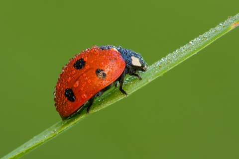 Sfondi Ladybug 480x320