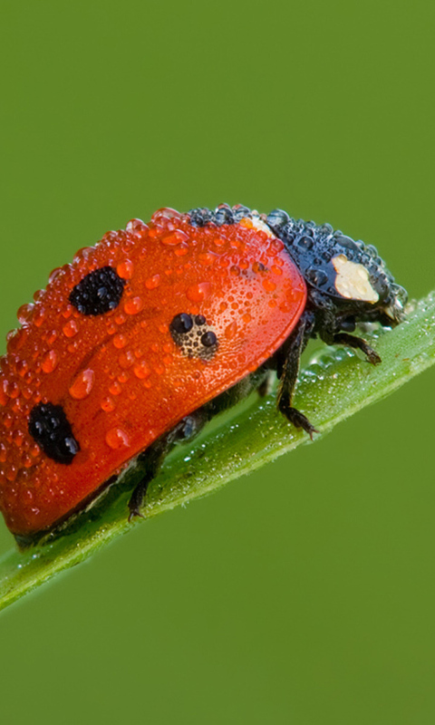 Ladybug wallpaper 480x800